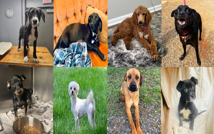 20240529pups
