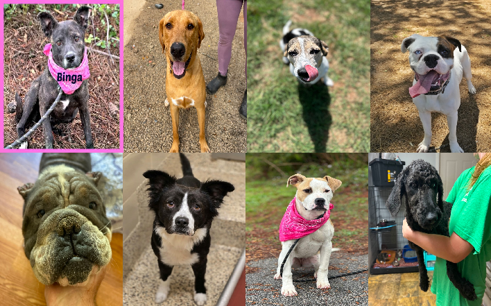 20240530pups