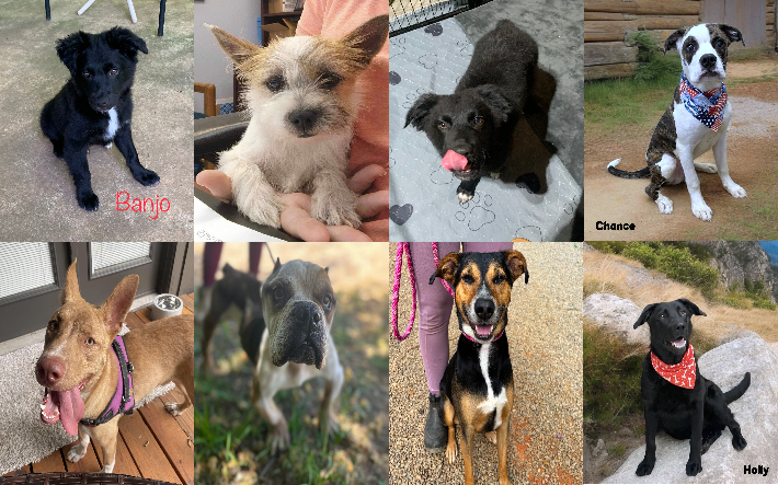 20240531pups