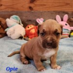 Opie