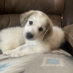 Kimber
