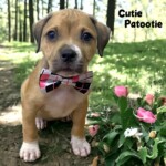Cutie Patootie