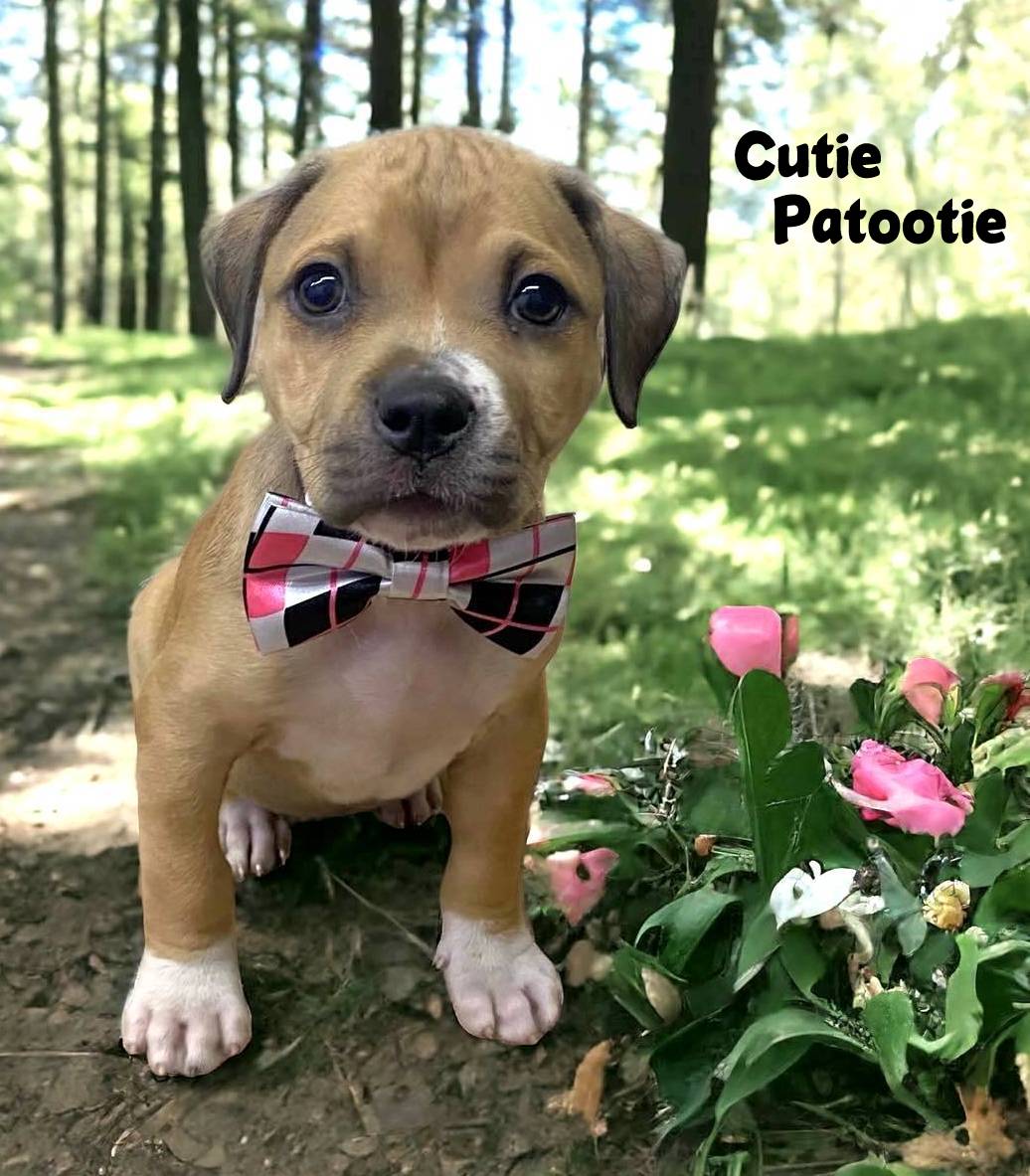 CUTIE PATOOTIE - ABC Columbia