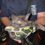 Irmo Firefighters Save Cat