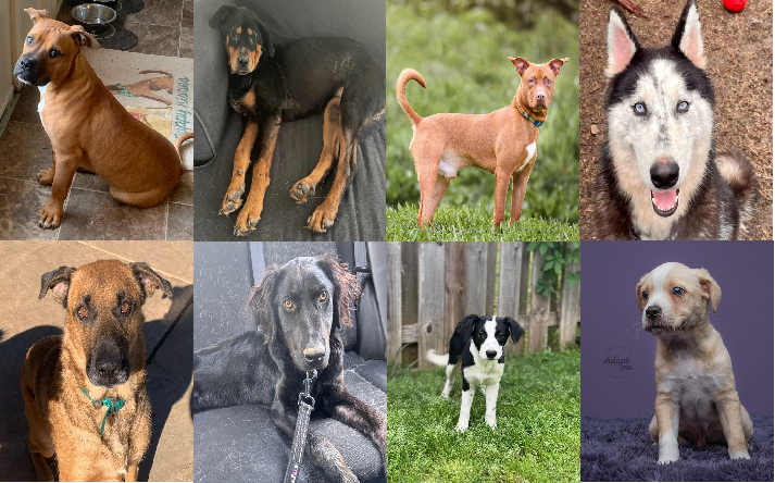 20240517pups