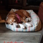 Ladybug