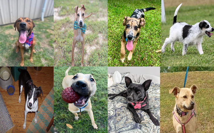 20240506pups