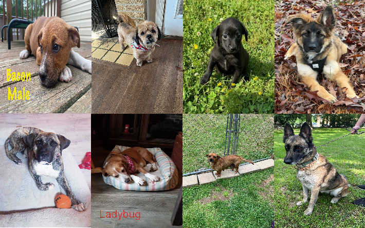 20240507pups