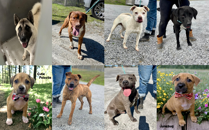 20240522pups
