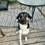 Ringo