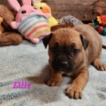 Ellie