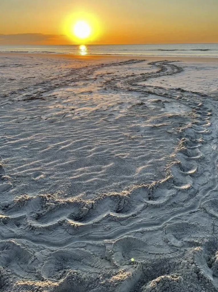 Pawleys Island sea turtle nest