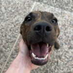 Nala