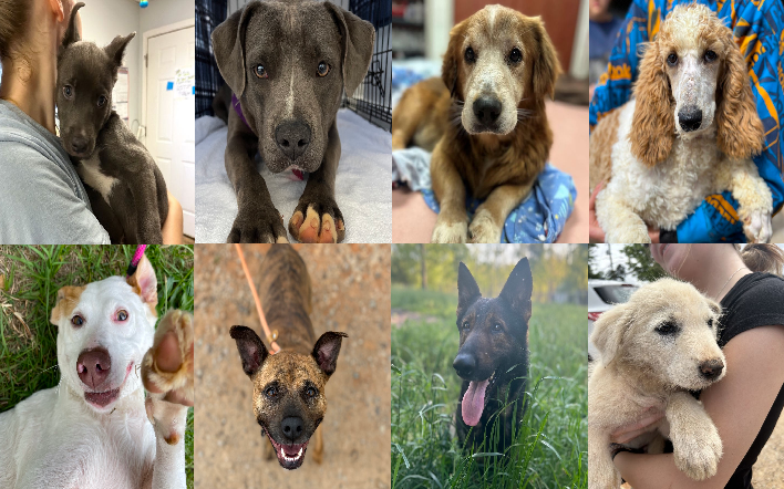 20240510pups