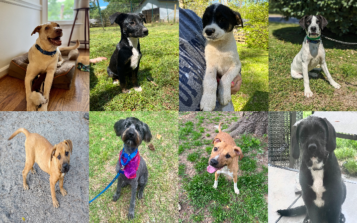 20240503pups