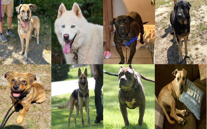 20240604pups