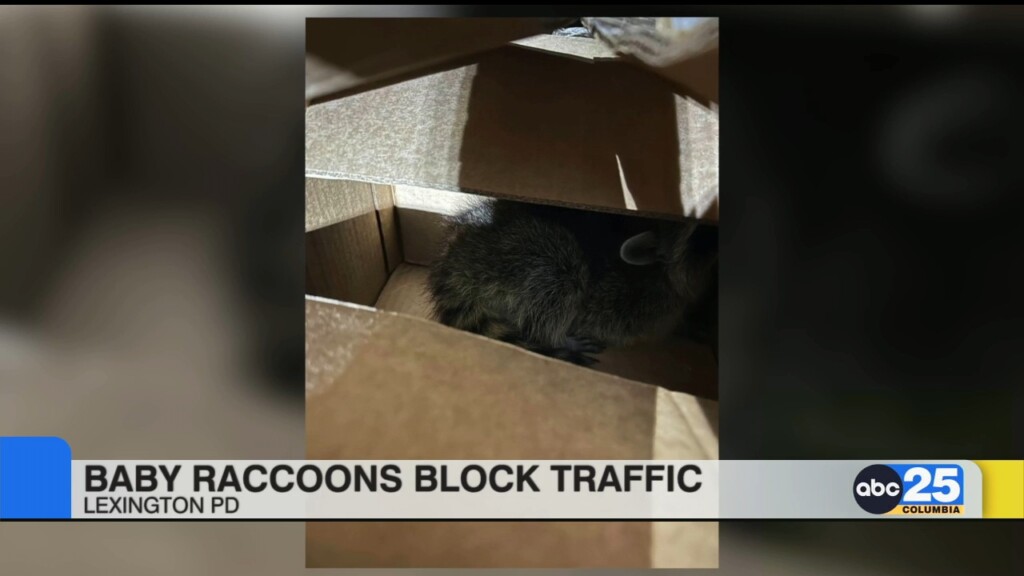 Baby Raccoons Block Traffic In Lexington