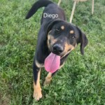 Diego