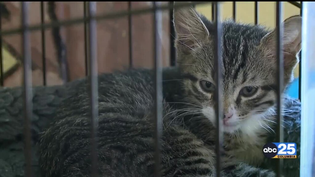 Pawmetto Lifeline Hosting Purris Meowlypics, Offering Reduced Prices On Cats And Kittens
