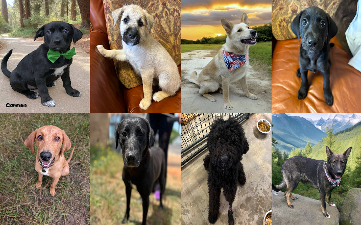 20240606pups