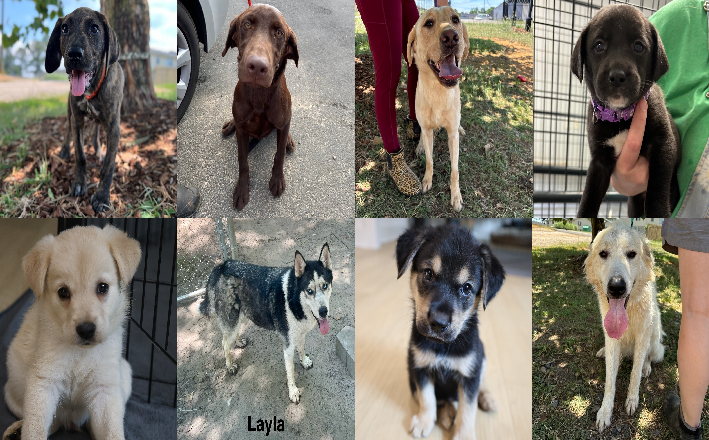 20240621pups