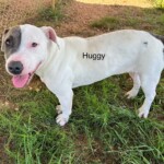 Huggy
