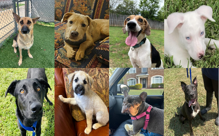 20240607pups