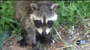 Rabid Raccoon Confirmed In Clarendon County, Four Pets Exposed