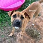 Boozer
