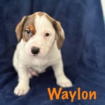 Waylon