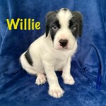 Willie
