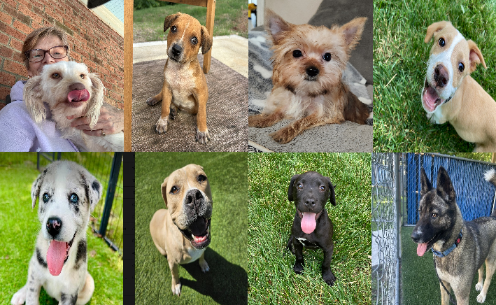 20240603pups