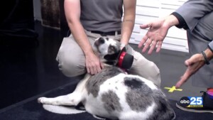 Pet Of The Week 0625