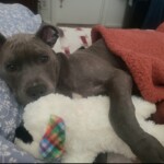 Atlas