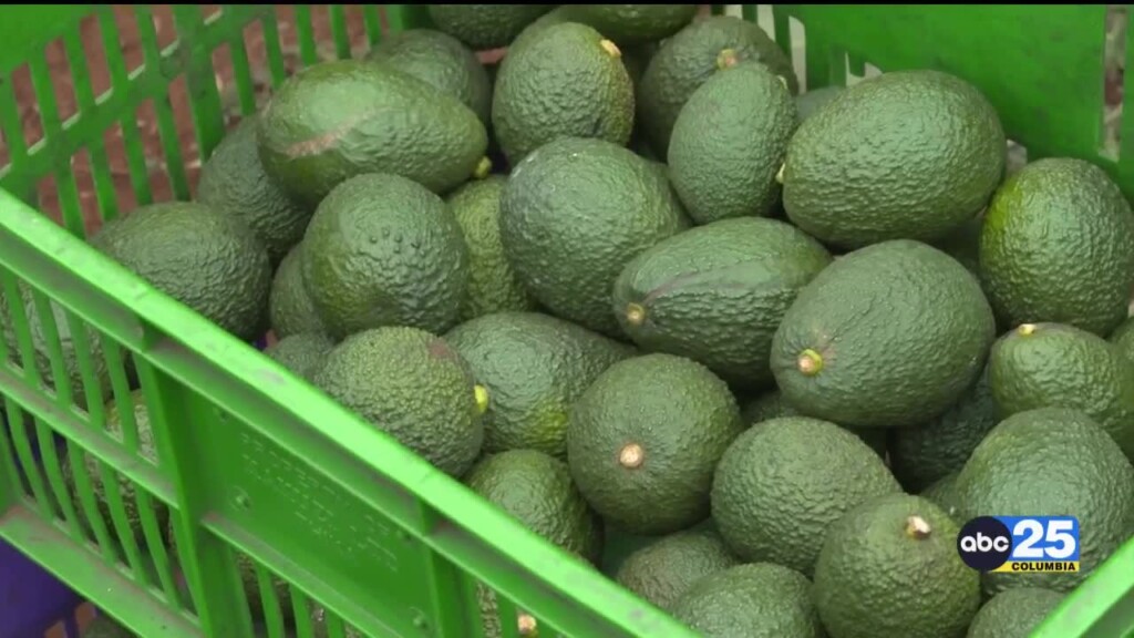 Usda Suspends Avocado Inspections For Safety