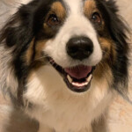 Cooper