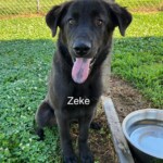 Zeke