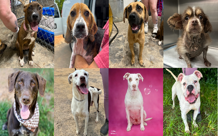 20240614pups