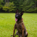 Sled K9 Coba