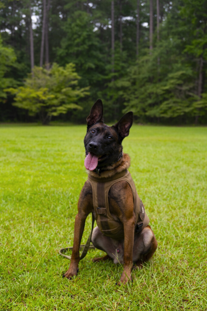 Sled K9 Coba