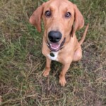 Murphy