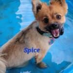 Spice