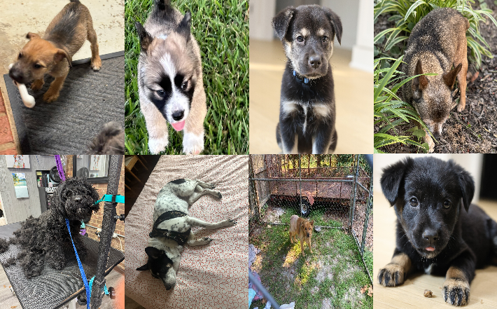 20240617pups