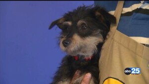 Columbia Animal Services Offers Free Microchipping For Dogs In June