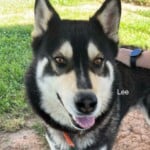 Lee