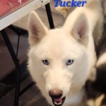 Tucker