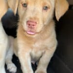 Peanut
