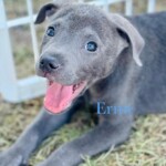 Ernie