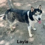 Layla