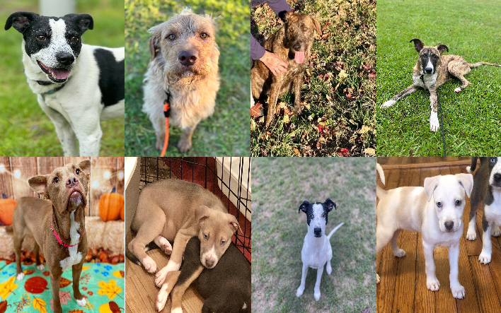 20240611pups